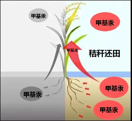 秸稈氣化發(fā)電嶄露頭角