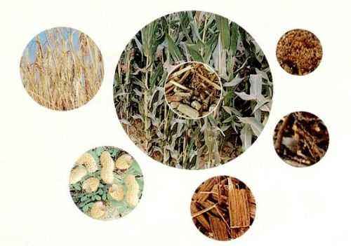 生物質(zhì)的分類(lèi) 生物質(zhì)的分類(lèi)